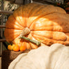 10 Dill's ATLANTIC GIANT PUMPKIN Up to 2000 lb Cucurbita Vegetable Seeds