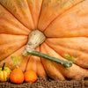 10 Dill's ATLANTIC GIANT PUMPKIN Up to 2000 lb Cucurbita Vegetable Seeds