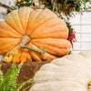 10 Dill's ATLANTIC GIANT PUMPKIN Up to 2000 lb Cucurbita Vegetable Seeds