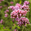 250 COMMON VERVAIN Verbena Officinalis European Herb Pink Purple Flower Seeds