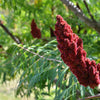 75 SMOOTH SUMAC TREE Red Berries Rhus Glabra Borealis Seeds