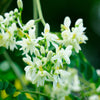 10 Flowering DRUMSTICK TREE Moringa Oleifera Seeds (Miracle Tree / Ben Oil Tree)