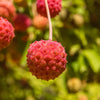 20 HIMALAYAN DOGWOOD / STRAWBERRY Tree Cornus Capitata White & Pink Flower Red Fruit Seeds