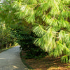 30 Mexican WEEPING PINE TREE Evergreen Pinus Patula Seeds