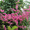 5 CORAL VINE Mexican Creeper Bee Bush Chain of Love Mountain Rose Antigonon Leptopus Bright Pink Climber Ground Cover Flower Seeds