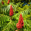 75 SMOOTH SUMAC TREE Red Berries Rhus Glabra Borealis Seeds