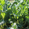 300 FORDHOOK GIANT SWISS CHARD (Perpetual Spinach) Beta Vulgaris Cicla Vegetable Seeds