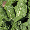 300 FORDHOOK GIANT SWISS CHARD (Perpetual Spinach) Beta Vulgaris Cicla Vegetable Seeds