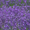 500 True ENGLISH LAVENDER VERA Lavandula Angustifolia Vera Herb Purple Flower Seeds