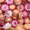 100 APRICOT & PEACH STRAWFLOWER Organic Mix Coral Paper Daisy Helichrysum Bracteatum Flower Seeds