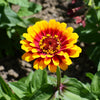 50 CAROUSEL MIX ZINNIA Elegans Carrousel Whirligig Mixed Colors Bicolor Flower Seeds