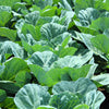 Georgia Collards (Southern Seeds – or Walking Collards) Collard Greens Brassica Oleracea Acephala Vegetable – photo 4