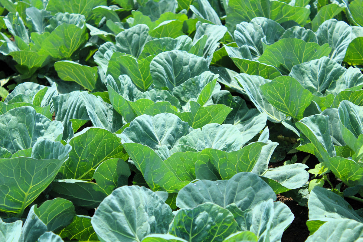 Georgia Collards (Southern Seeds – or Walking Collards) Collard Greens Brassica Oleracea Acephala Vegetable – photo 4