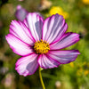 300 CANDY STRIPE COSMOS Bipinnatus Pink White Flower Seeds