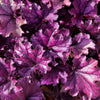 Mixed Colors Coral Bells Heuchera Seeds – Shade Flower – photo 17