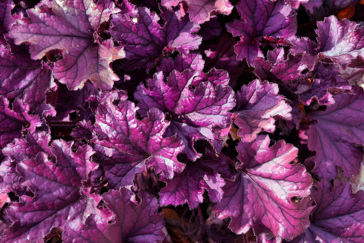 Mixed Colors Coral Bells Heuchera Seeds – Shade Flower – photo 17