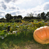 10 Dill's ATLANTIC GIANT PUMPKIN Up to 2000 lb Cucurbita Vegetable Seeds