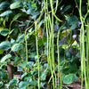 30 YARD LONG BEAN Asparagus Bean Cowpea Phaseolus Vulgaris Vegetable Seeds