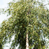 50 SILVER WEEPING BIRCH Tree White European Betula Pendula Alba Seeds