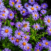 50 Blue RICE BUTTON ASTER Dumosus Flower Seeds