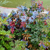 20 OREGON GRAPE Holly Fruit Vine Hollyleaved Barberry Mahonia Aquifolium Seeds
