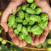 25 COMMON HOPS European Humulus Lupulus Vine Seeds Beer Making Ingredient Seeds