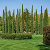 20 MEDITERRANEAN CYPRESS TREE Italian Pencil Pine Cedar Cupressus Sempervirens Stricta Seeds