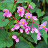 500 BULK HARDY BEGONIA Grandis Rose Pink Perennial Sun - Shade Flower Seeds