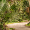 5 GREEN SAW PALMETTO Serenoa Repens American Dwarf Palm Tree Shrub Edible Fruit Sun or Shade Seeds