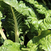 300 FORDHOOK GIANT SWISS CHARD (Perpetual Spinach) Beta Vulgaris Cicla Vegetable Seeds