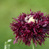 250 BLACK Swan PEONY POPPY Papaver Somniferum Dark Burgundy Double Flower Seeds