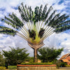 10 TRAVELLER'S PALM TREE Ravenala Madagascariensis Flower Houseplant Seeds