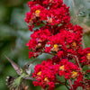 35 RED CREPE MYRTLE Lagerstroemia Indica Flowering Shrub Bush Small Tree Seeds