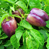 100 LILAC BELL PEPPER Capsicum Annuum Sweet Mild Purple Vegetable Seeds