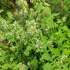 200 Lemon LEMONY CATNIP Nepeta Cataria Citriodora Herb Flower Seeds