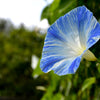 50 Blue & White FLYING Saucers MORNING GLORY Flower Vine Ipomoea Purpurea Seeds