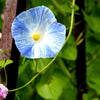 50 Blue & White FLYING Saucers MORNING GLORY Flower Vine Ipomoea Purpurea Seeds