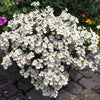 50 WHITE KNIGHT NEMESIA Strumosa Flower Seeds
