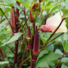 150 RED BURGUNDY OKRA Abelmoschus Esculentus Vegetable Seeds