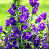 200 Blue CANTERBURY BELLS - CAMPANULA Medium Flower Seeds