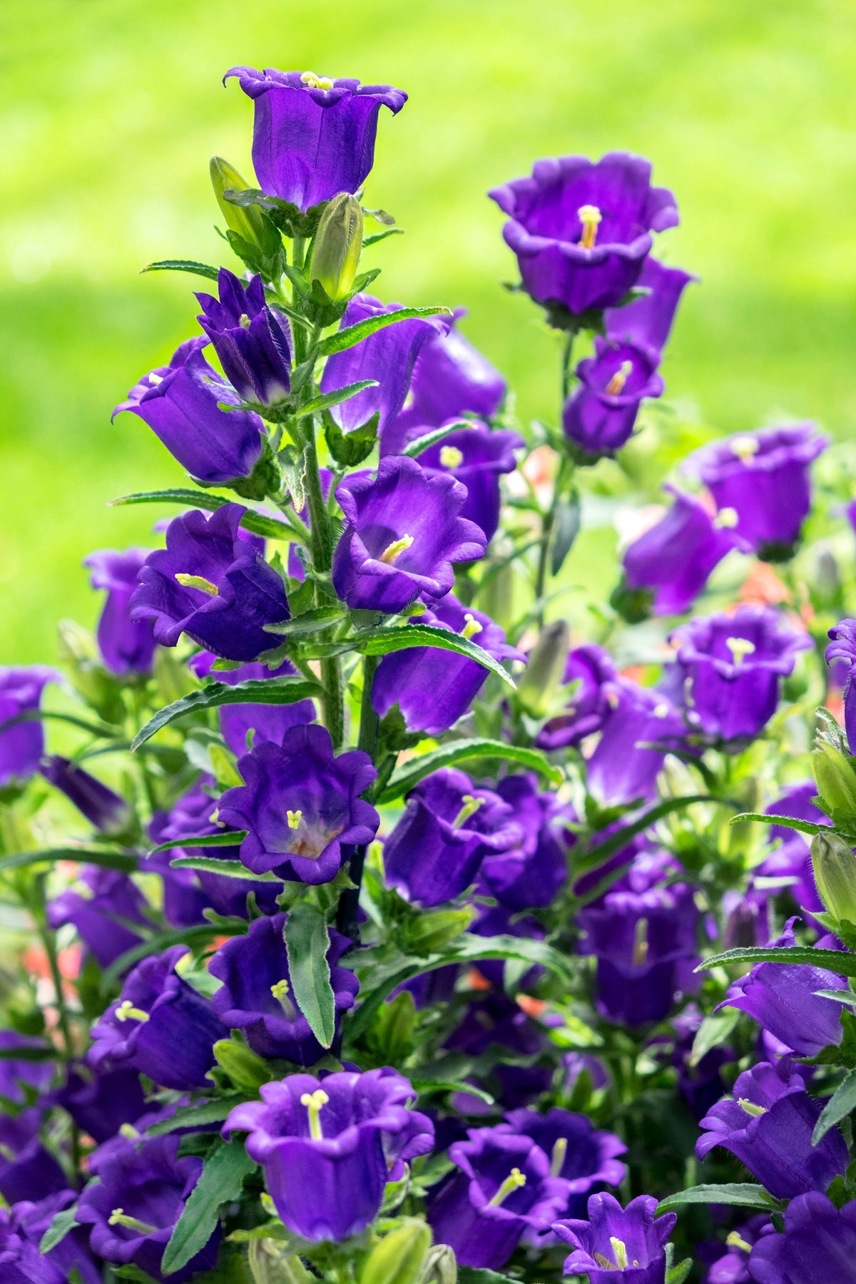 Mixed Canterbury Bells Seeds – – Crown Mix Campanula Medium Flower – photo 15