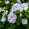 75 MIXED FOUR O CLOCK aka Marvel of Peru Mirabilis Jalapa Flower Seeds
