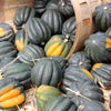 50 Table Queen ACORN SQUASH Winter Cucurbita Pepo Vegetable Seeds