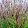 10 RED MAIDEN GRASS Miscanthus Sinensis Plumes Ornamental Flower Seeds