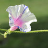 40 CARNEVALE di VENEZIA MORNING GLORY Pink & Purple with White Stripes Ipomoea Purpurea Flower Vine Seeds