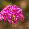 1000 TALL CATCHFLY (Campion / None So Pretty) Silene Armeria Pink Flower Seeds