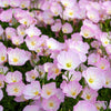 1000 Showy PINK EVENING PRIMROSE (Pink Ladies / Mexican Evening) Oenothera Speciosa Flower Seeds
