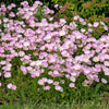 1000 Showy PINK EVENING PRIMROSE (Pink Ladies / Mexican Evening) Oenothera Speciosa Flower Seeds