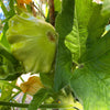 20 Green Tint BUSH SCALLOP SQUASH (Patty Pan / Paty Pan / Squanter Squash) Summer Cucurbita Pepo Vegetable Seeds