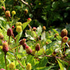 100 TOOTHACHE / EYEBALL PLANT Spilanthes Oleracea Red & Yellow Flower Herb Seeds